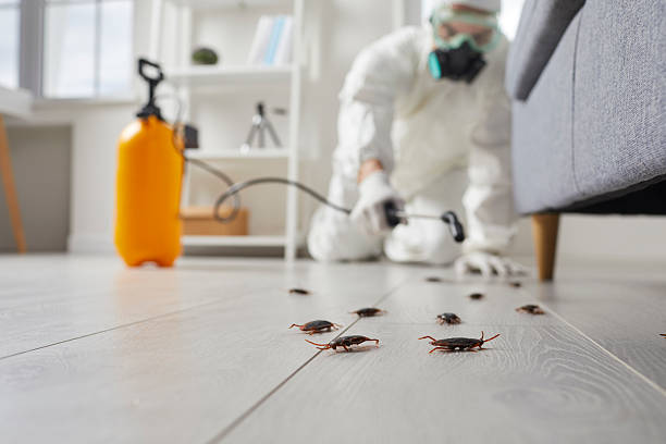 Affordable Termite Control solutions in University, MS